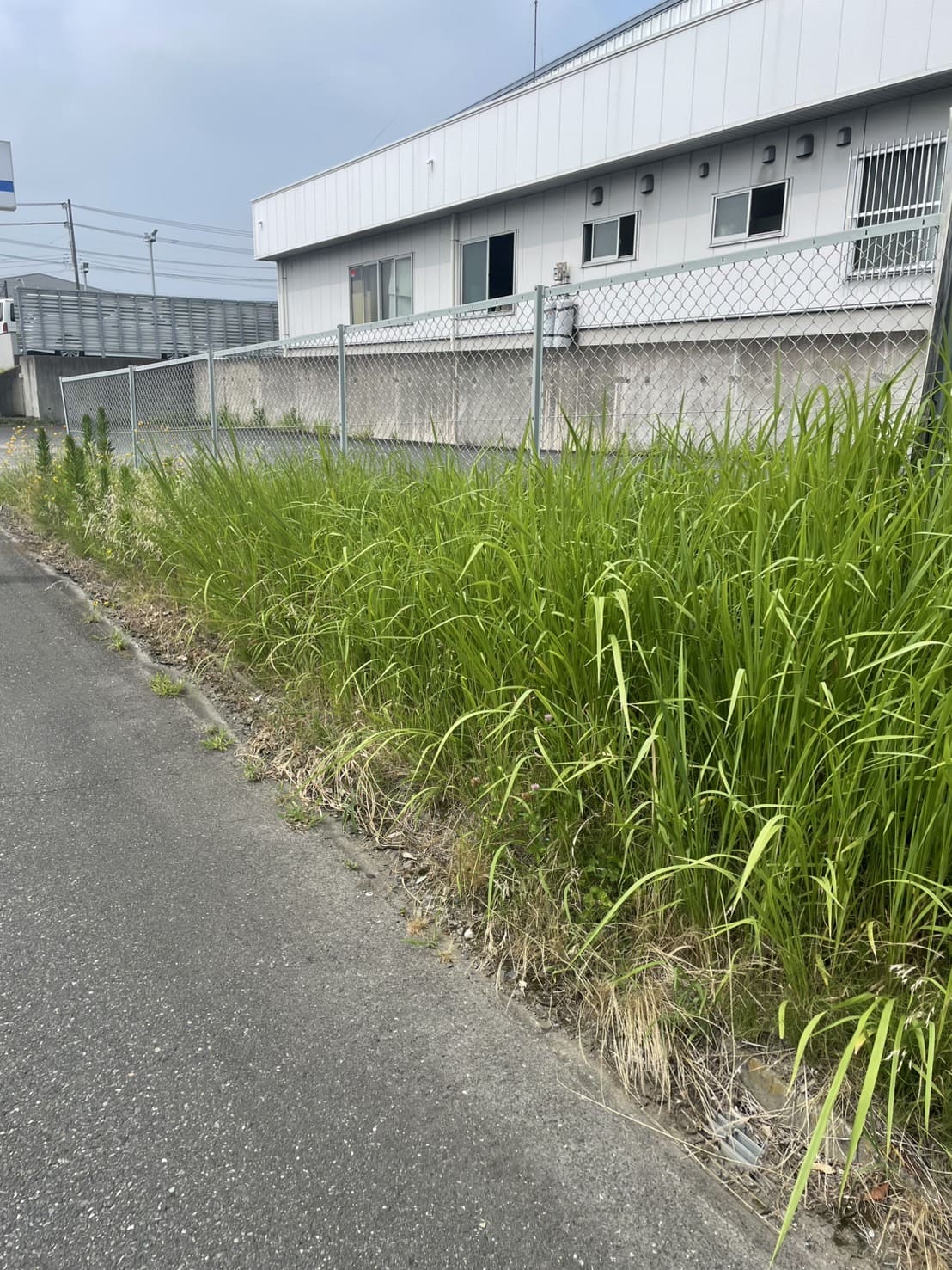 芝刈り＆除草剤散布｜常総市内守谷町企業様にてpage-visual 芝刈り＆除草剤散布｜常総市内守谷町企業様にてビジュアル
